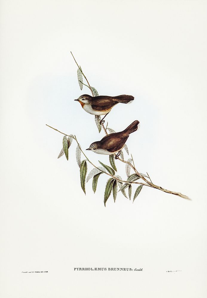 Brown Red-throat (Pyrrholaemus brunneus) illustrated by Elizabeth Gould (1804&ndash;1841) for John Gould&rsquo;s (1804-1881)…