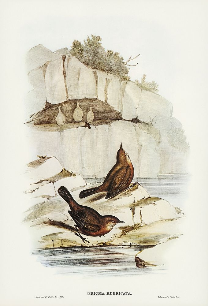 Rock Warbler (Origma rubricata) illustrated by Elizabeth Gould (1804&ndash;1841) for John Gould&rsquo;s (1804-1881) Birds of…
