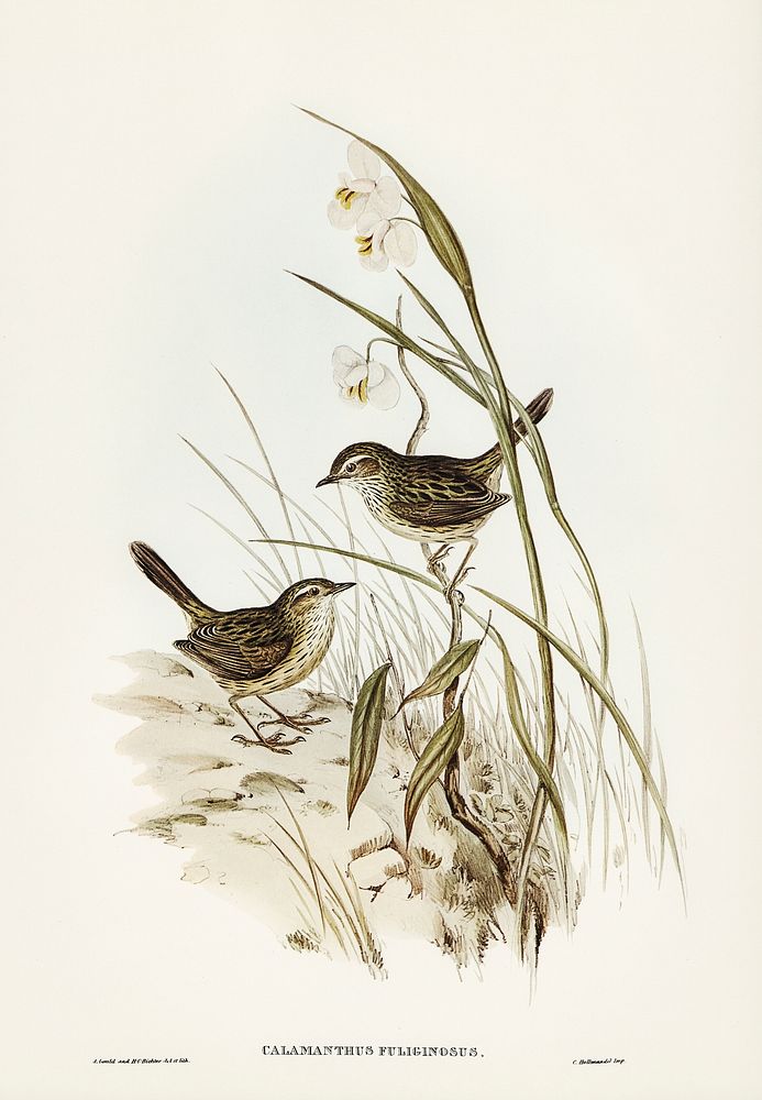 Striated Reed Lark (alamanthus fuliginosus) illustrated by Elizabeth Gould (1804&ndash;1841) for John Gould&rsquo;s (1804…