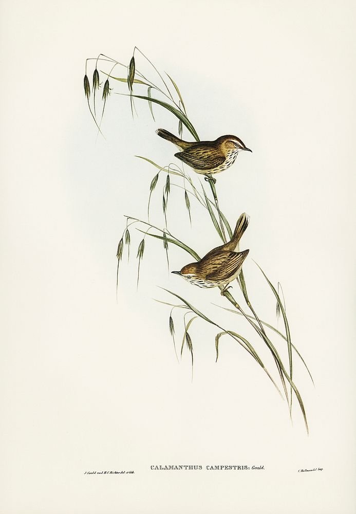 Field Reed Lark Calamanthus campestris) illustrated by Elizabeth Gould (1804&ndash;1841) for John Gould&rsquo;s (1804-1881)…
