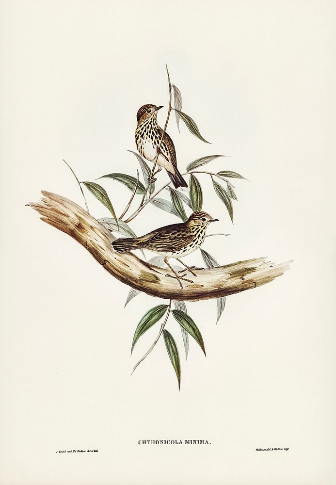 Little chthonicola (chthonicola minima) illustrated by Elizabeth Gould (1804&ndash;1841) for John Gould&rsquo;s (1804-1881)…