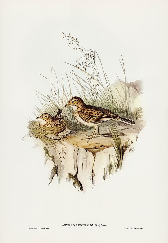 Australian Pipit (Anthus Australis) illustrated by Elizabeth Gould (1804&ndash;1841) for John Gould&rsquo;s (1804-1881)…