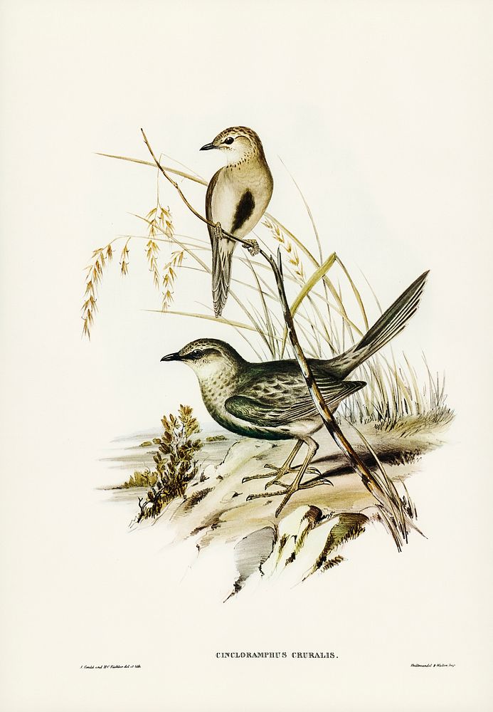 Brown Songlark (Cincloramphus cruralis) illustrated by Elizabeth Gould (1804&ndash;1841) for John Gould&rsquo;s (1804-1881)…