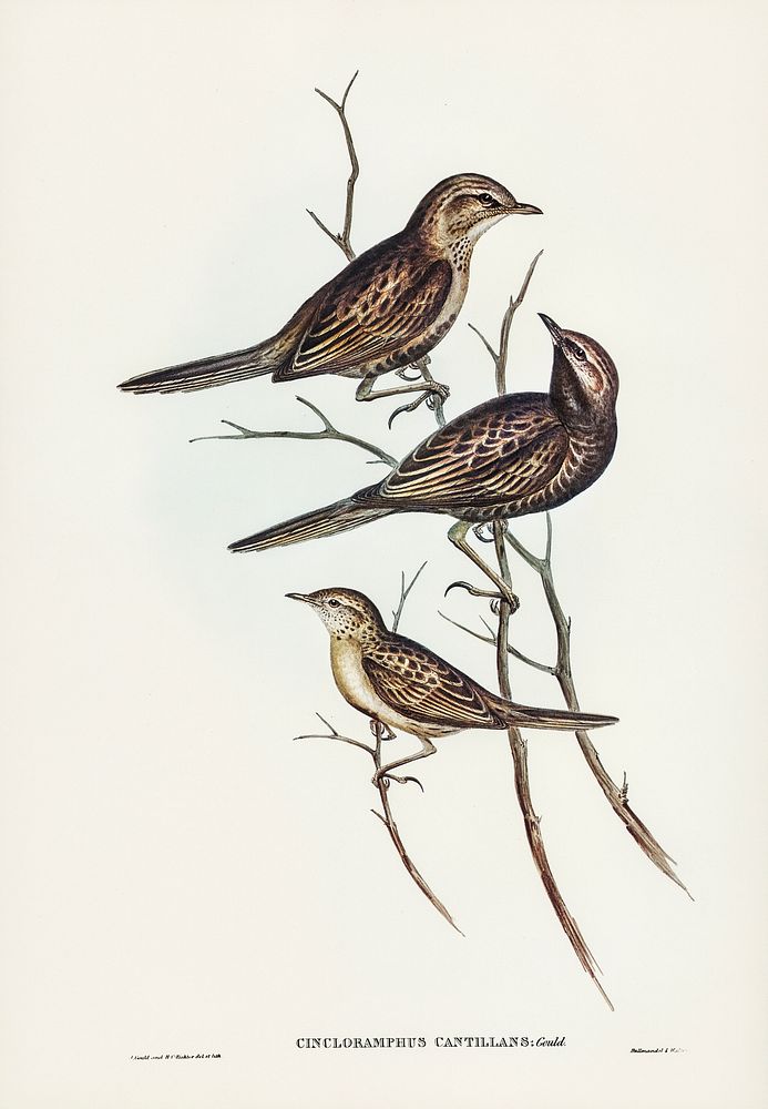 Black-breasted Songlark (Cincloramphus cantillans) illustrated by Elizabeth Gould (1804&ndash;1841) for John Gould&rsquo;s…