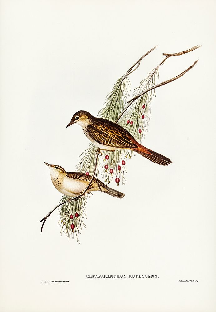 Rufous-tinted Songlark (Cincloramphus rufescens) illustrated by Elizabeth Gould (1804&ndash;1841) for John Gould&rsquo;s…