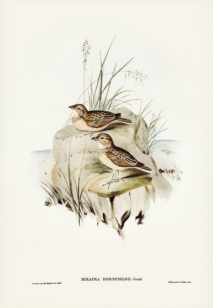 Horsfield&rsquo;s Mirafra (Mirafra Horsfieldii) illustrated by Elizabeth Gould (1804&ndash;1841) for John Gould&rsquo;s…