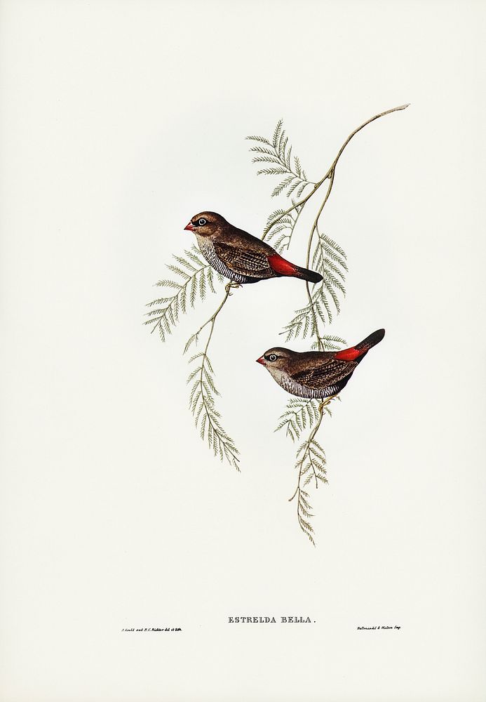 Fire-tailed Finch illustrated by Elizabeth Gould (1804&ndash;1841) for John Gould&rsquo;s (1804-1881) Birds of Australia…