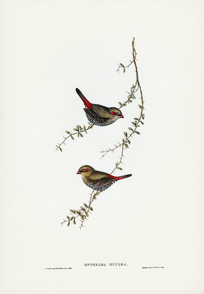 Red-eared Finch (Estrelda oculea) illustrated by Elizabeth Gould (1804&ndash;1841) for John Gould&rsquo;s (1804-1881) Birds…