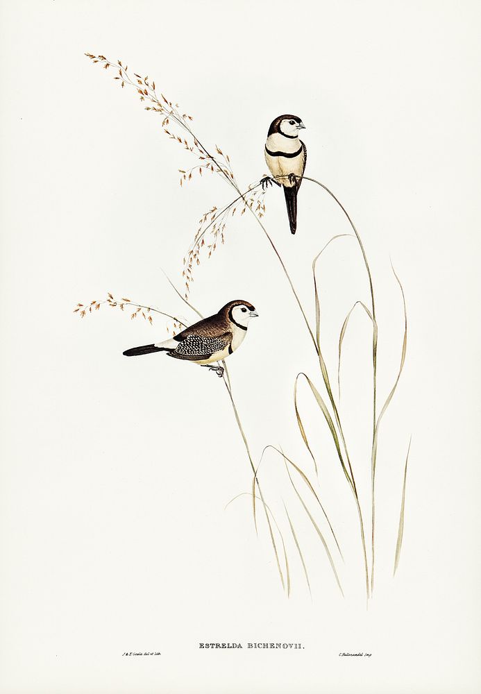 Bicheno&rsquo;s Finch (Estrelda Bichenovii) illustrated by Elizabeth Gould (1804&ndash;1841) for John Gould&rsquo;s (1804…