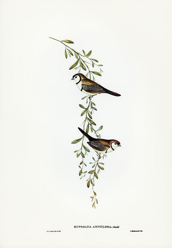 Black-rumped Finch (Estrelda annulosa) illustrated by Elizabeth Gould (1804&ndash;1841) for John Gould&rsquo;s (1804-1881)…