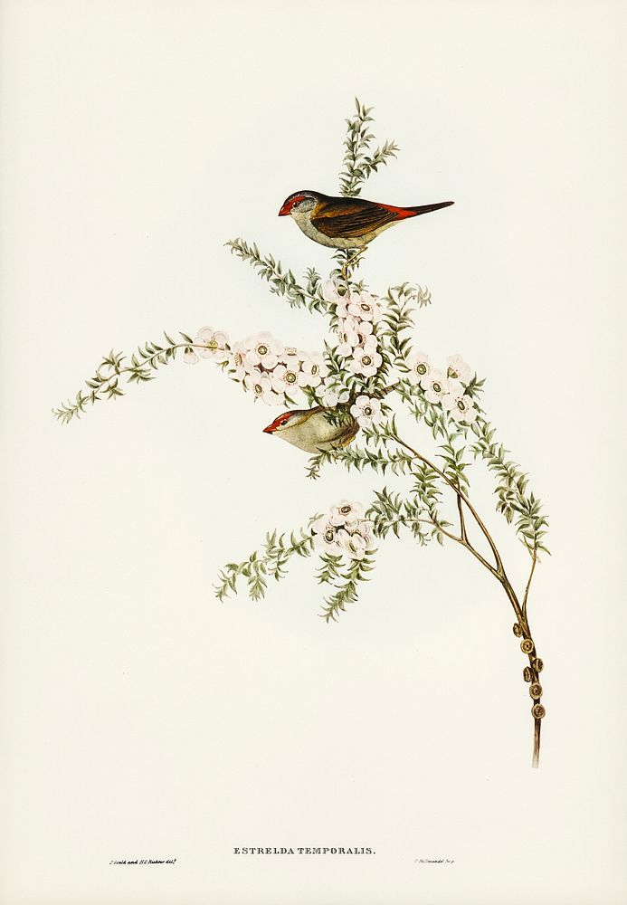 Red-eyebrowed Finch (Estrelda temporalis)  illustrated by Elizabeth Gould (1804&ndash;1841) for John Gould&rsquo;s (1804…