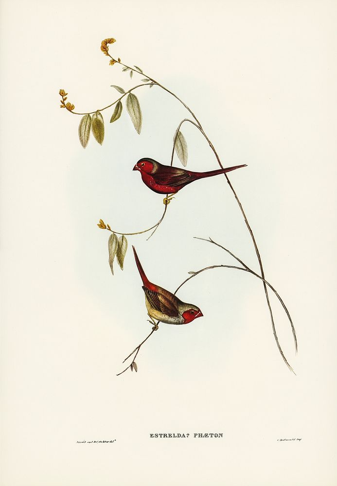 Crimson Finch (Estrelda Phaeton) illustrated by Elizabeth Gould (1804&ndash;1841) for John Gould&rsquo;s (1804-1881) Birds…