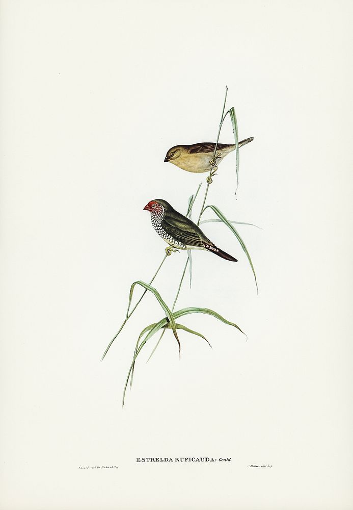 Red-tailed Finch (Estrelda ruficauda) illustrated by Elizabeth Gould (1804&ndash;1841) for John Gould&rsquo;s (1804-1881)…