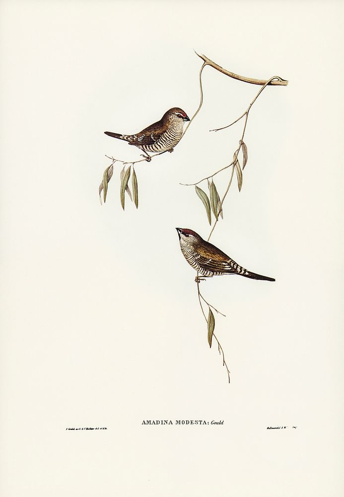 Plain-coloured Finch (Amadina modesta) illustrated by Elizabeth Gould (1804&ndash;1841) for John Gould&rsquo;s (1804-1881)…