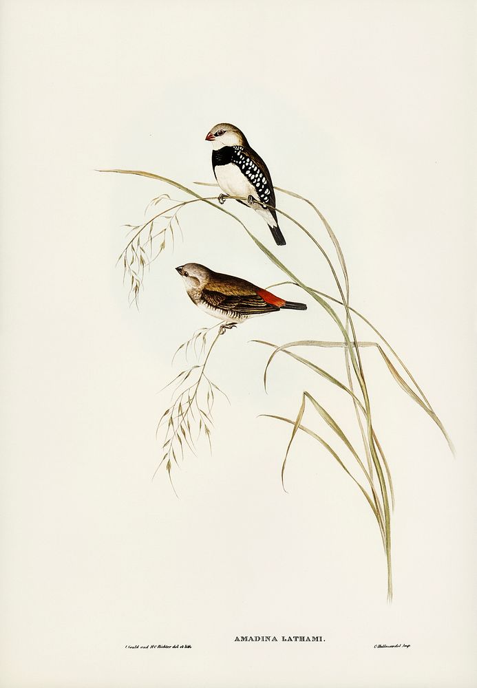 Spotted-sided Finch (Amadina Lathamii) illustrated by Elizabeth Gould (1804&ndash;1841) for John Gould&rsquo;s (1804-1881)…