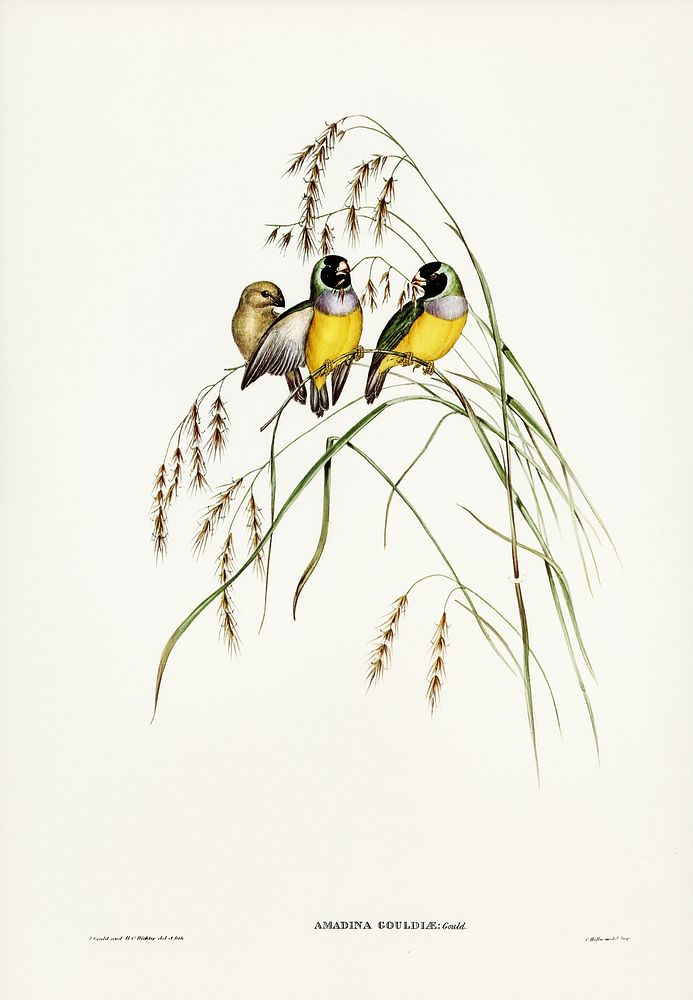 Gouldian Finch (Amadina Gouldiae) illustrated by Elizabeth Gould (1804&ndash;1841) for John Gould&rsquo;s (1804-1881) Birds…