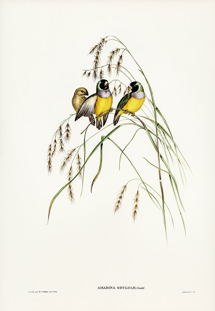 Gouldian Finch (Amadina Gouldiae) illustrated by Elizabeth Gould (1804–1841) for John Gould’s (1804-1881) Birds of Australia…