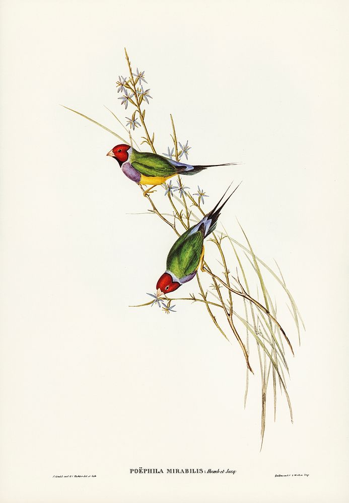 Beautiful Grass Finch (Poephila mirabilis, Homb&Jacq) illustrated by Elizabeth Gould (1804&ndash;1841) for John…