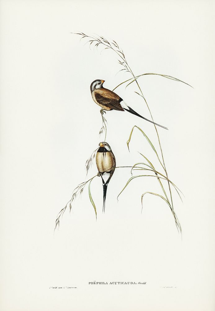 Long-tailed Grass Finch (Poephila acuticauda) illustrated by Elizabeth Gould (1804&ndash;1841) for John Gould&rsquo;s (1804…