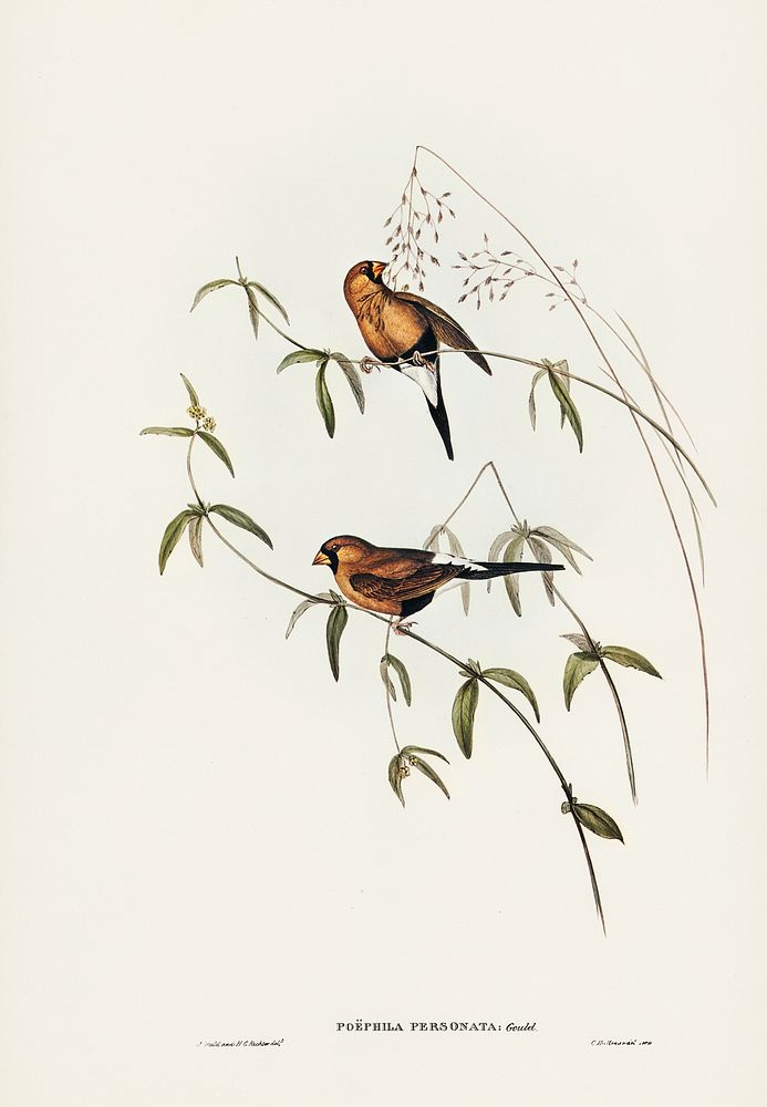 Masked Grass Finch (Poephila personata) illustrated by Elizabeth Gould (1804&ndash;1841) for John Gould&rsquo;s (1804-1881)…