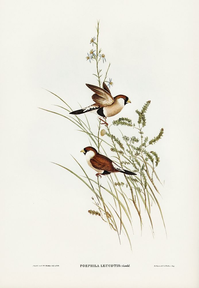White-eared Grass Finch (Poephila leucotis) illustrated by Elizabeth Gould (1804&ndash;1841) for John Gould&rsquo;s (1804…