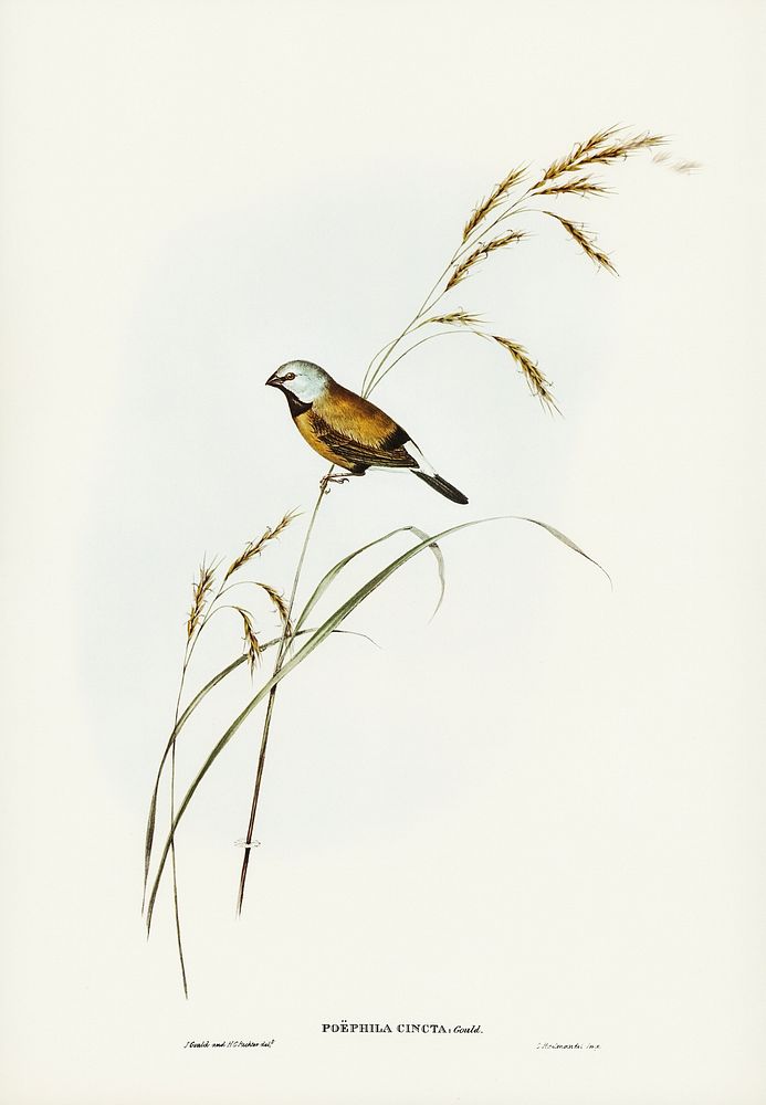 Banded Grass Finch (Poephila cincta) illustrated by Elizabeth Gould (1804&ndash;1841) for John Gould&rsquo;s (1804-1881)…