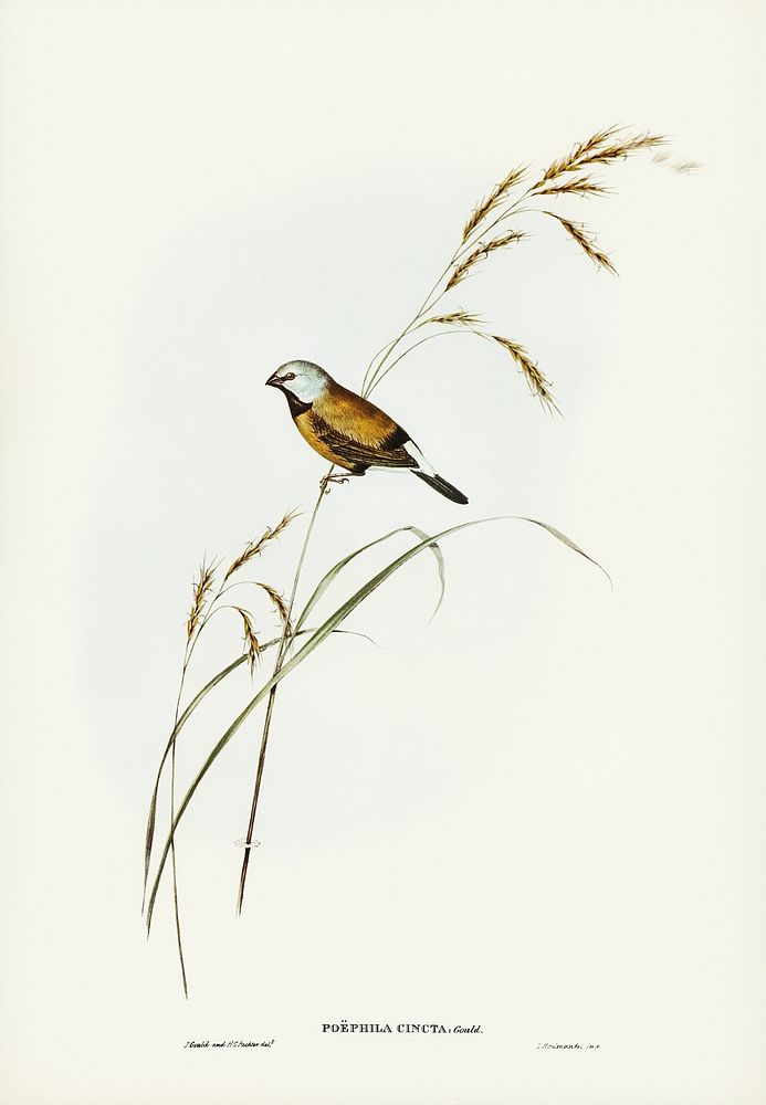 Banded Grass Finch (Poephila cincta) illustrated by Elizabeth Gould (1804–1841) for John Gould’s (1804-1881) Birds of…