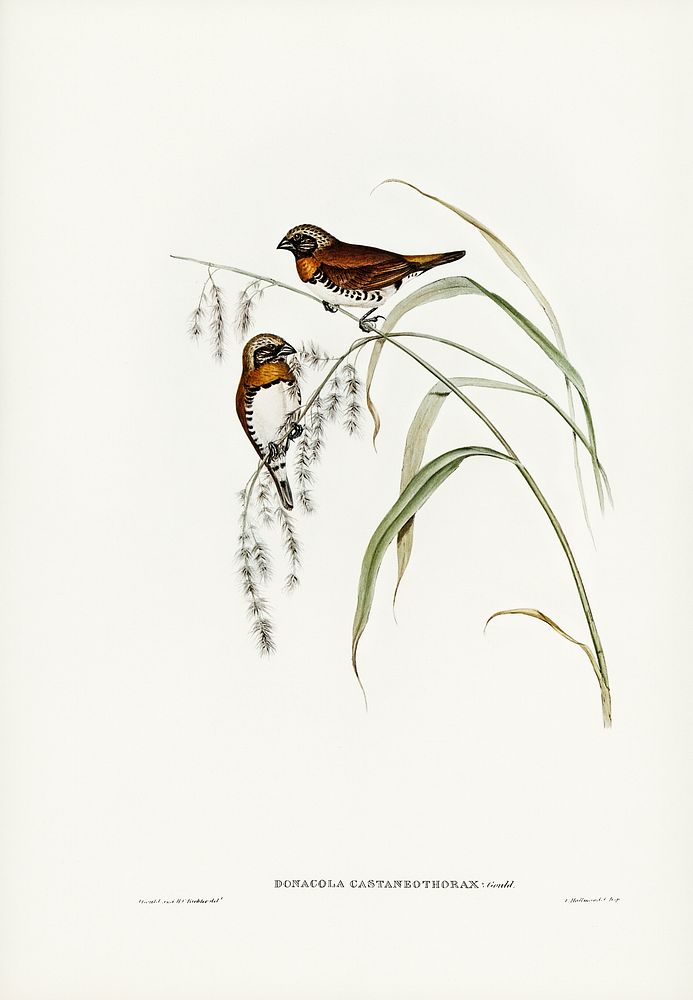 Chestnut-breasted Finch (Donacola castaneothorax) illustrated by Elizabeth Gould (1804&ndash;1841) for John Gould&rsquo;s…