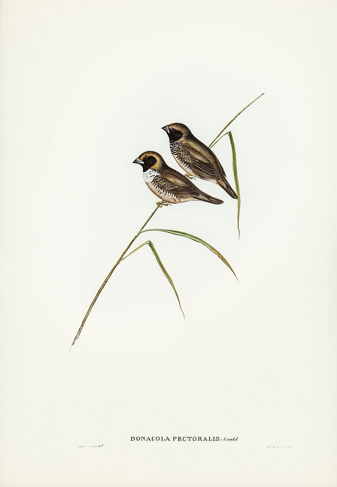 White-breasted Finch (Donacola pectoralis) illustrated by Elizabeth Gould (1804&ndash;1841) for John Gould&rsquo;s (1804…