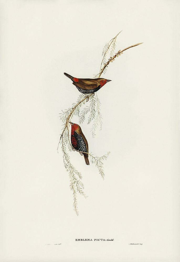 Painted Finch (Emblema picta) illustrated by Elizabeth Gould (1804&ndash;1841) for John Gould&rsquo;s (1804-1881) Birds of…