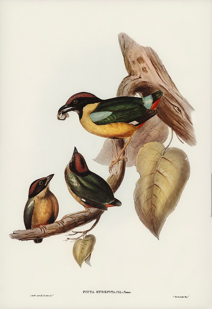 Noisy Pitta (Pitta strepitans) illustrated by Elizabeth Gould (1804&ndash;1841) for John Gould&rsquo;s (1804-1881) Birds of…