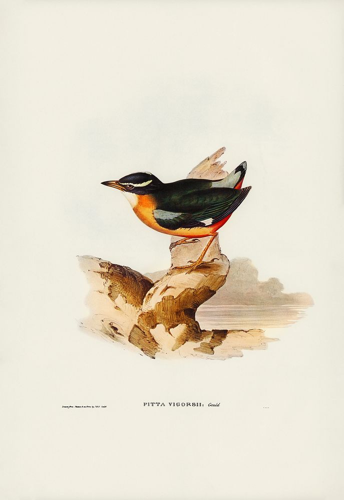 Vigors Pitta (Pitta Vigorsii) illustrated by Elizabeth Gould (1804&ndash;1841) for John Gould&rsquo;s (1804-1881) Birds of…