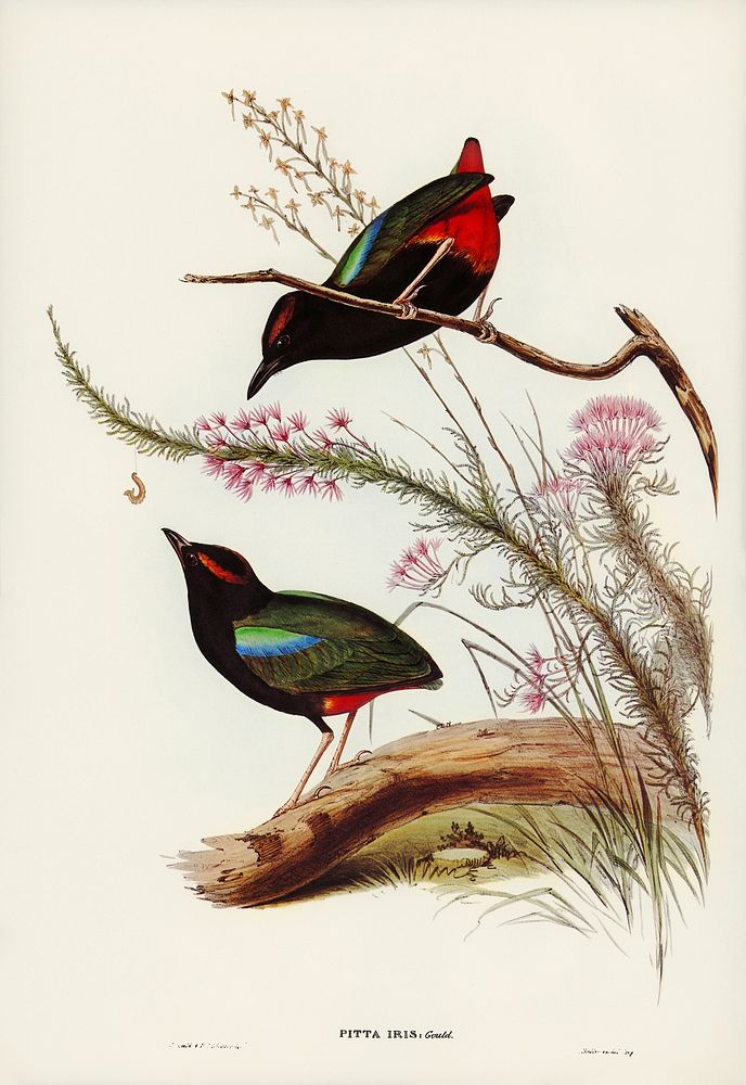 Rainbow Pitta (Pitta Iris) illustrated by Elizabeth Gould (1804–1841) for John Gould’s (1804-1881) Birds of Australia (1972…