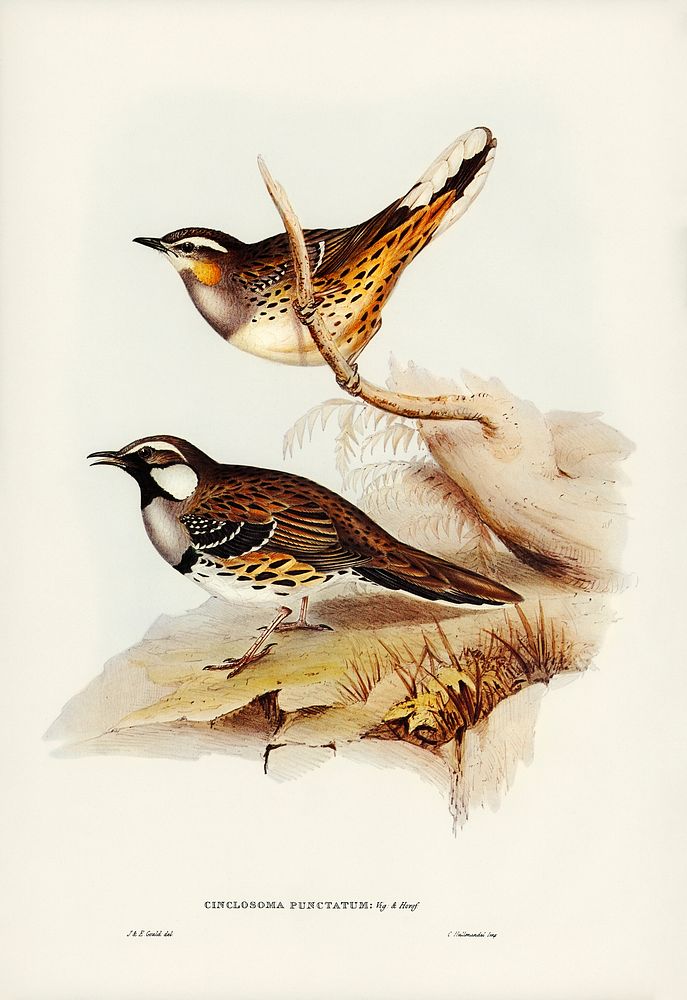 Spotted Groud Thrush (Cinclosoma punctatum) illustrated by Elizabeth Gould (1804&ndash;1841) for John Gould&rsquo;s (1804…