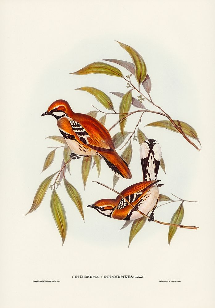 Cinnamon-coloured Cinclosoma (Cinclosoma cinnamomeus) illustrated by Elizabeth Gould (1804&ndash;1841) for John…