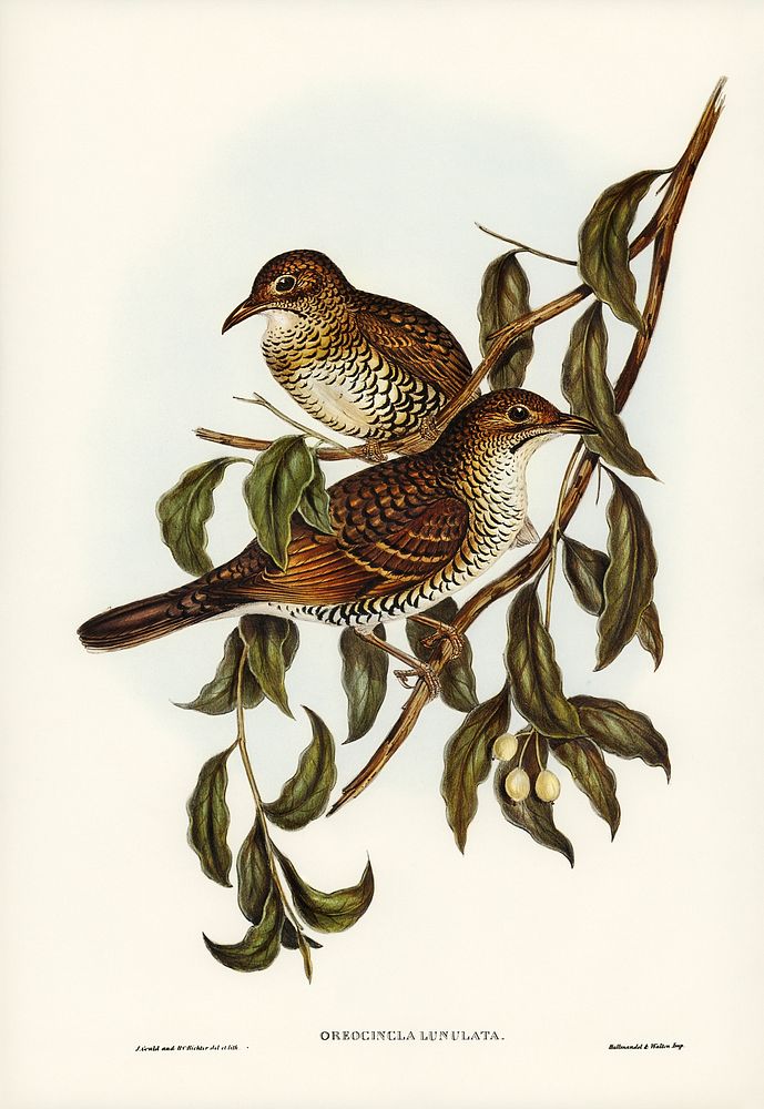 Moutain Thrush (Oreocincla lunulata) illustrated by Elizabeth Gould (1804&ndash;1841) for John Gould&rsquo;s (1804-1881)…