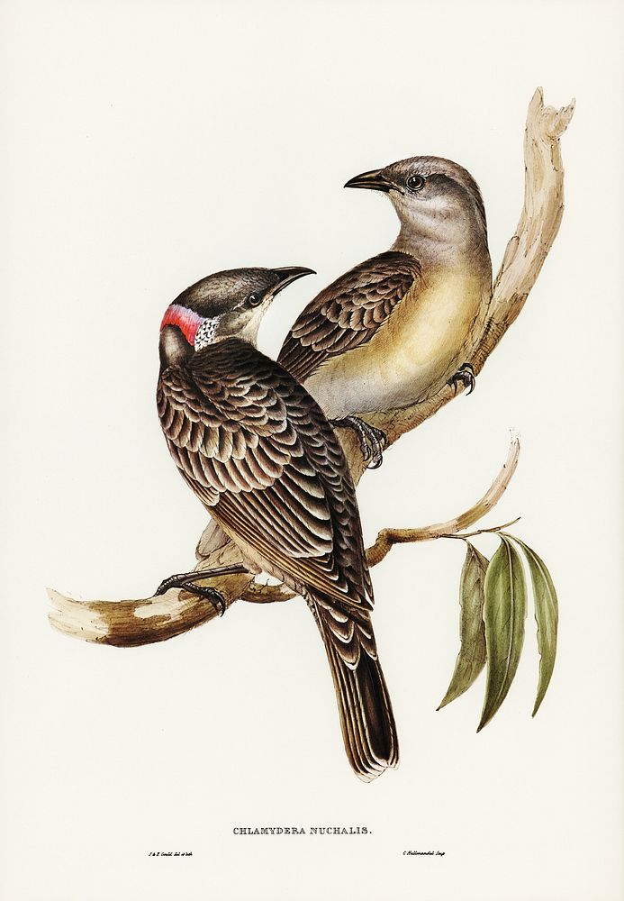 Great Bower Bird (Chlamydera nuchalis) illustrated by Elizabeth Gould (1804&ndash;1841) for John Gould&rsquo;s (1804-1881)…