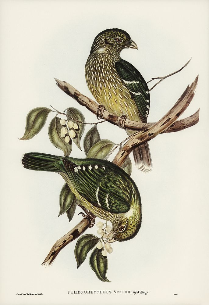 Cat Bird (Ptilonorhynchus Smithii) illustrated by Elizabeth Gould (1804&ndash;1841) for John Gould&rsquo;s (1804-1881) Birds…
