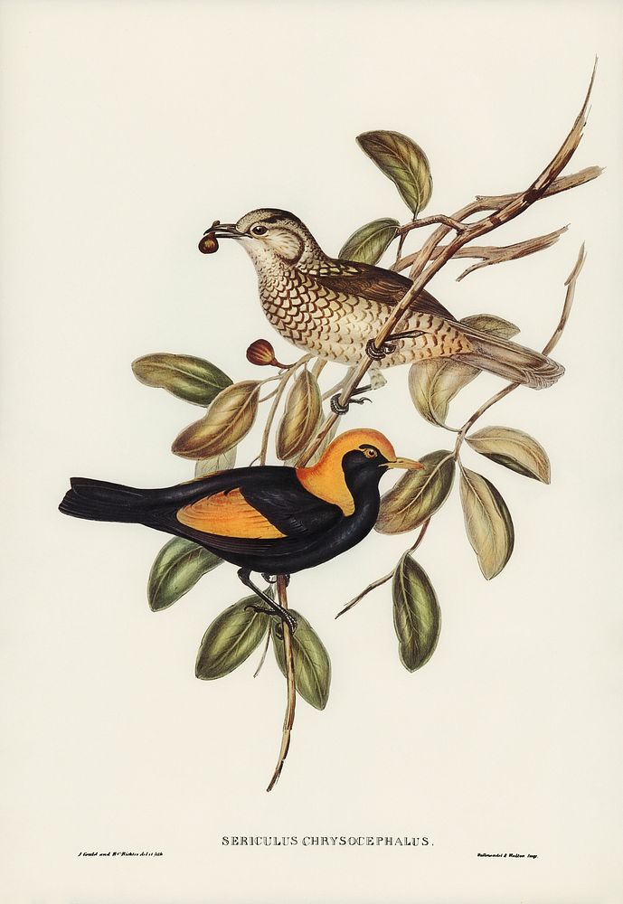 Regent Bird (Sericulus chrysocephalus) illustrated by Elizabeth Gould (1804&ndash;1841) for John Gould&rsquo;s (1804-1881)…