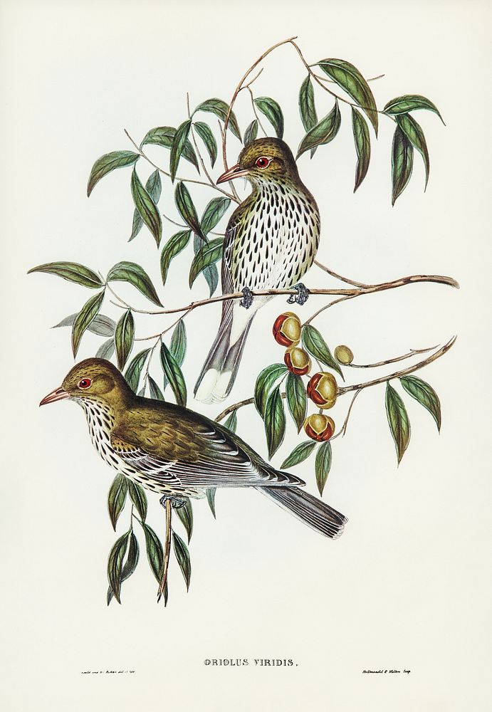 New South Wales Oriole (Oriolus viridis) illustrated by Elizabeth Gould (1804&ndash;1841) for John Gould&rsquo;s (1804-1881)…
