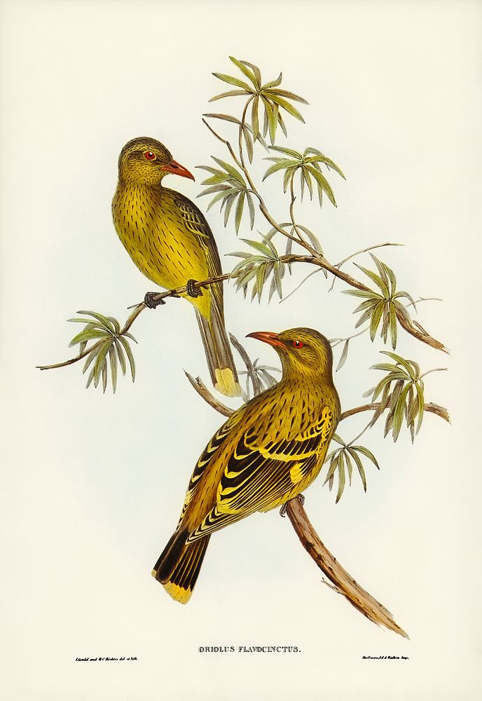 Crescent-marked Oriole (แ) illustrated by Elizabeth Gould (1804&ndash;1841) for John Gould&rsquo;s (1804-1881) Birds of…