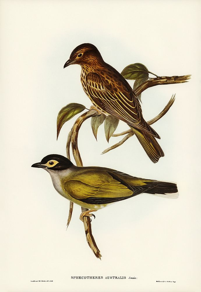 Australian Sphecotheres (Sphecotheres Australis) illustrated by Elizabeth Gould (1804&ndash;1841) for John Gould&rsquo;s…