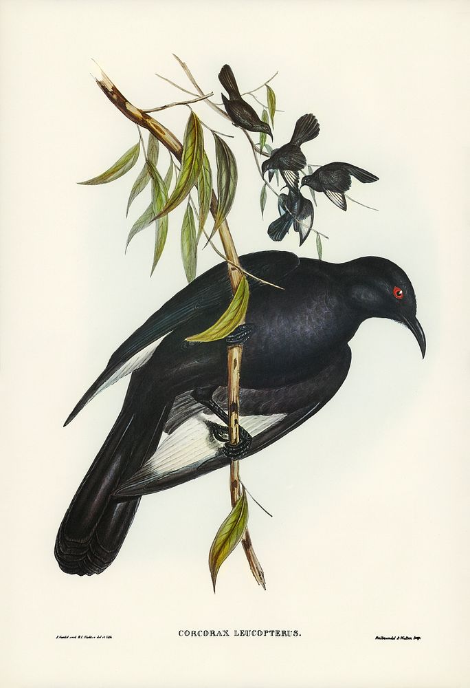 White-winged Chough (Corcorax leucopterus) illustrated by Elizabeth Gould (1804&ndash;1841) for John Gould&rsquo;s (1804…