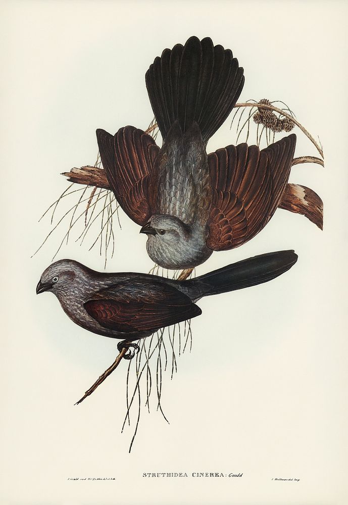 Grey Struthidea (Struthidea cinerea) illustrated by Elizabeth Gould (1804&ndash;1841) for John Gould&rsquo;s (1804-1881)…