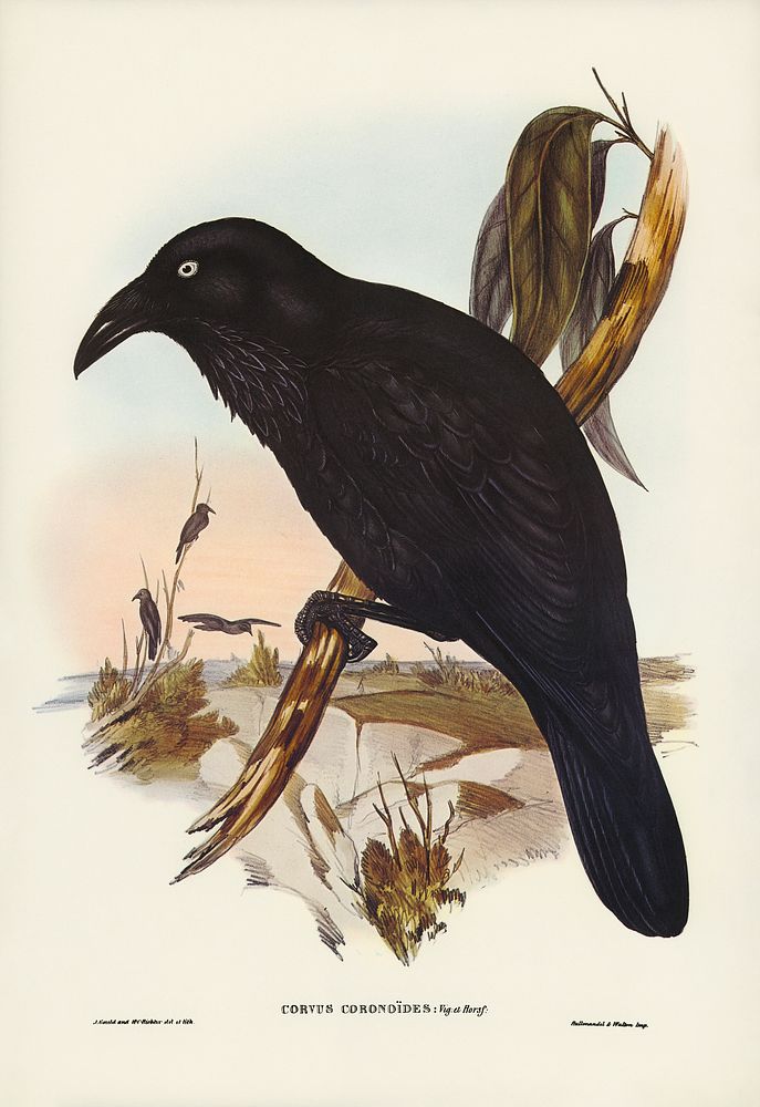 White-eyed Crow (Corvus Coronoides) illustrated by Elizabeth Gould (1804&ndash;1841) for John Gould&rsquo;s (1804-1881)…