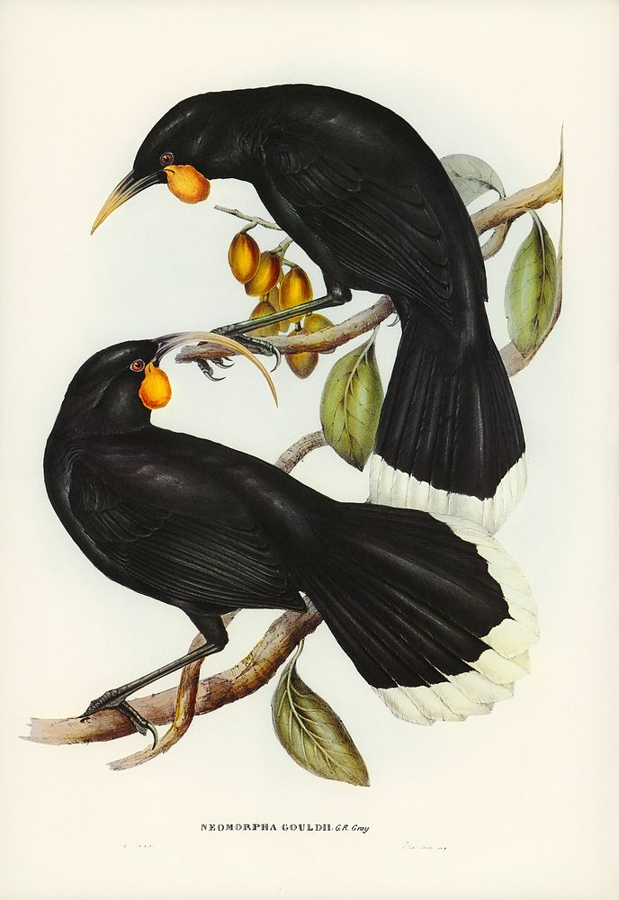Gould's Neomorpha (Neomorpha Gouldii) illustrated by Elizabeth Gould (1804&ndash;1841) for John Gould&rsquo;s (1804-1881)…