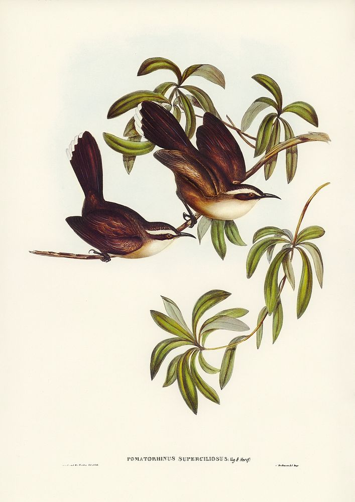 White-eyebrowed Pomatorhinus (Pomatorhinus superciliosus) illustrated by Elizabeth Gould (1804&ndash;1841) for John…