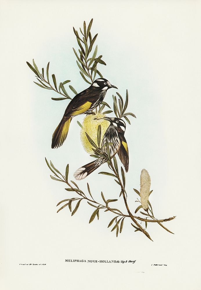 New Holland Honey-eaterillustrated by Elizabeth Gould (1804&ndash;1841) for John Gould&rsquo;s (1804-1881) Birds of…
