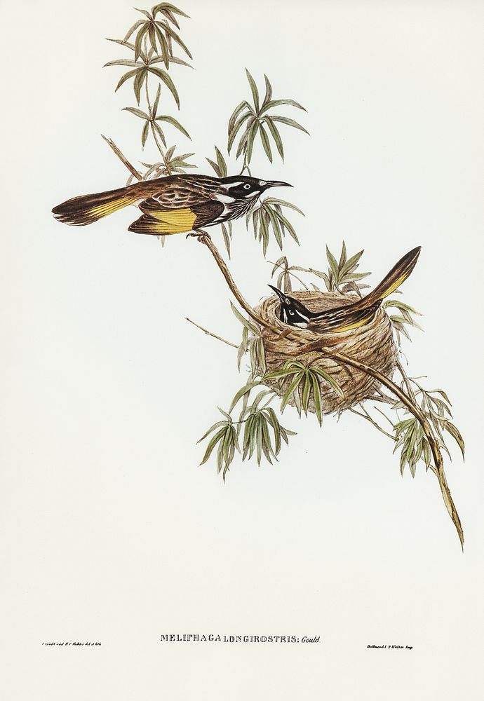 Long-billed Honey-eater (Meliphaga longirostris) illustrated by Elizabeth Gould (1804&ndash;1841) for John Gould&rsquo;s…