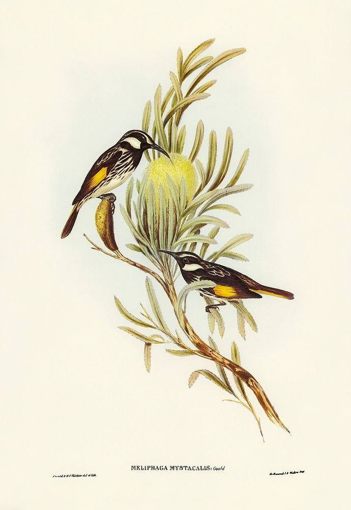 Moustached Honey-eater (Meliphaga mystacalis) illustrated by Elizabeth Gould (1804&ndash;1841) for John Gould&rsquo;s (1804…